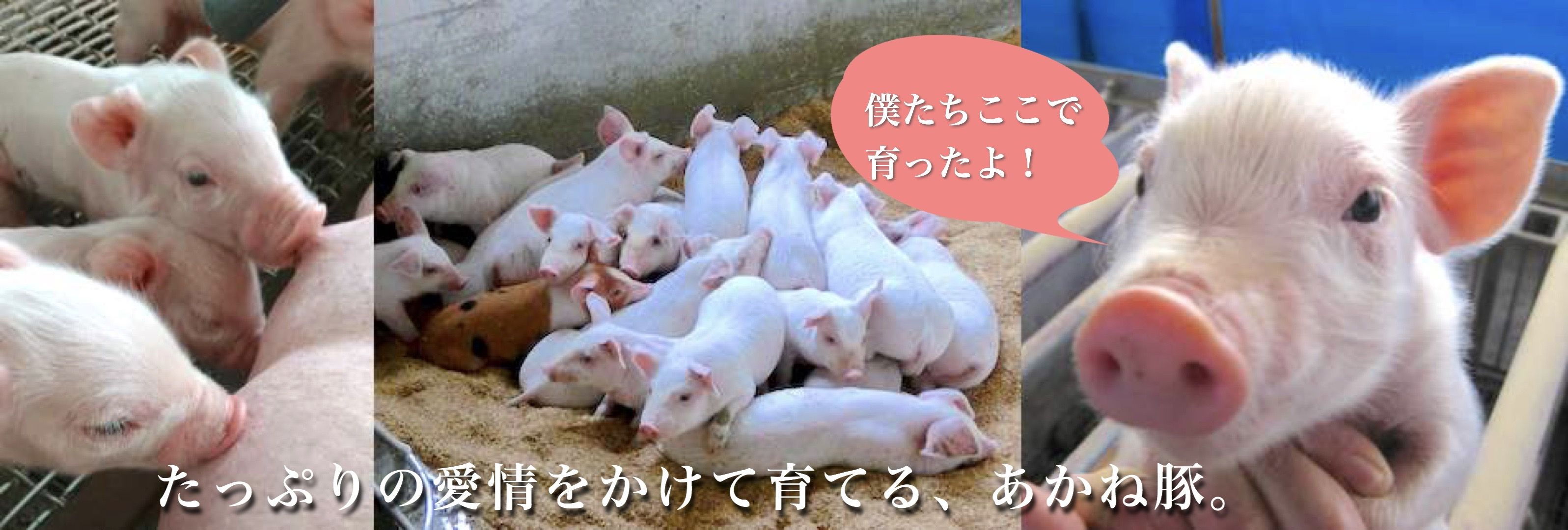 雲仙あかね豚専門直売所 雲仙どまんなか 長崎県雲仙市